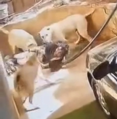 Thief Trying to Break Inside Home Mauled by Dogs