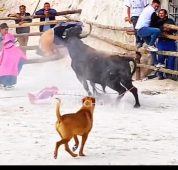 DAMN, son of a bitch getting broken and ground by peruvian bull