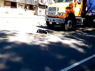 Dog ran over by trash 