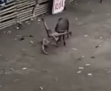 Savage bull, man cruelly attacked by bull