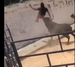 mister fucked attacked by bull 2 