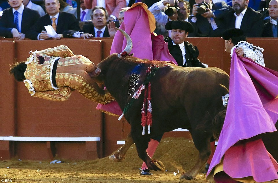 Man sodomized by Bull. (New)