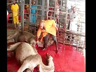 Slaughtering camels in amazing way