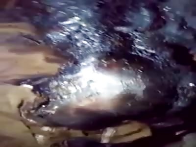 P.I.A PLAN CrasH -Dead Bodies 