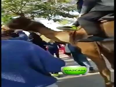 wtf camel bite little girl feet in israel