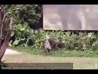 Zebra Attacks Zookeeper In China