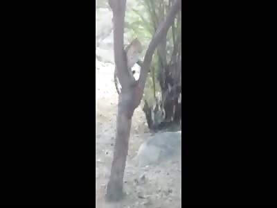 Park Ranger Attacked While Rescuing Leopard