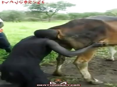Cow Blowing Old Traditional Way Of Increasing Milk Production