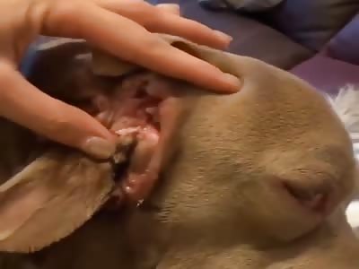 Poor dog has a extra mouth growing in her ear. It even salivates.