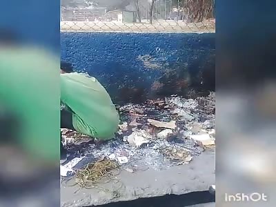 Venezuelan dismember rotten goat to eat it