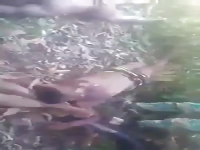 massacre in forest,mass shooting