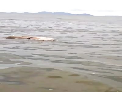 MAN'S BODY FLOATING IN A STATE OF PUTREFACTION