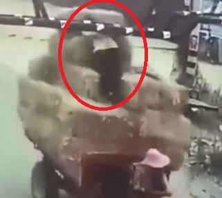 Stupid Chinese farmer fall to his dead 