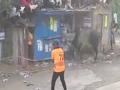 Indian man gored by bull