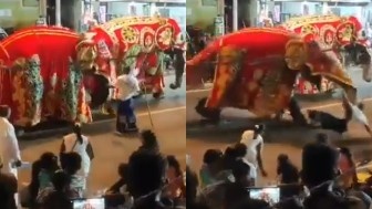 An elephant suddenly goes on rampage injuring its mahout