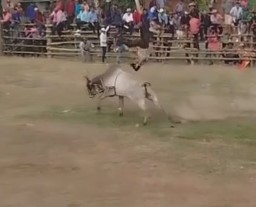 new bull fucking the people