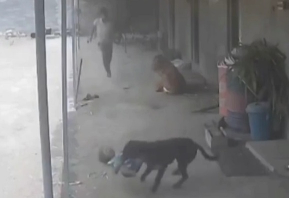 Kid horrifically attacked by a stray dog