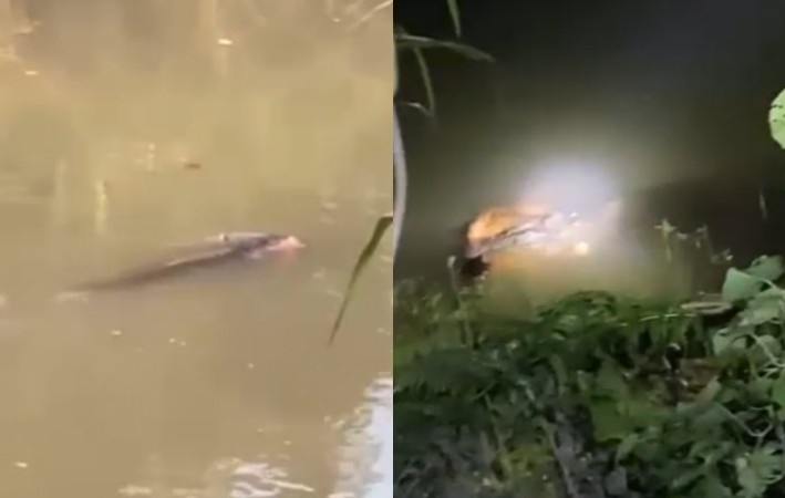 Man Became A Crocodile Dinner In Indonesia