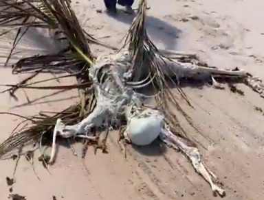 Decomposing body just the skeleton is found on Jauá beach