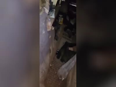 Dead Russian rats in a dugout.