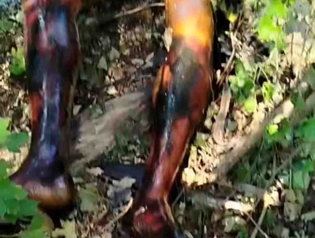 Ukrainian with a spectacular tan. 