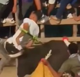 Bull Returns to Brutally Avenge his Attacker