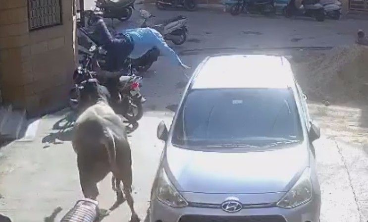 Man Dies After Bull Attack