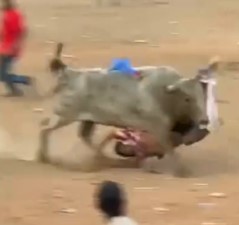Most brutal bull attacks of the week