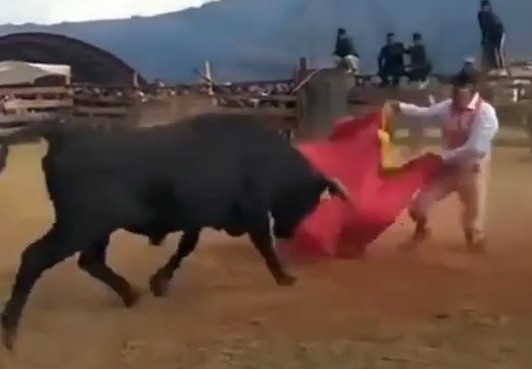killed by bull ,Peruvian bullfighter has his entrails ripped out and k
