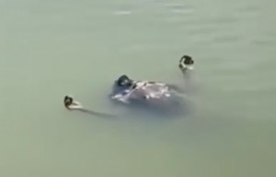 Haitian Gang Member Spotted Fully Relaxed In Dominican Republic