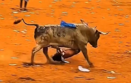 Brutall bull attacks compilation