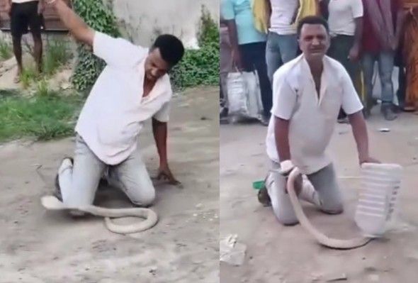SNAKE SAVIOR DIES AFTER COBRA BITE