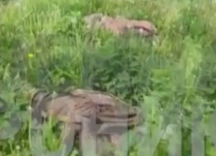 Dead Ukrainians everywhere.