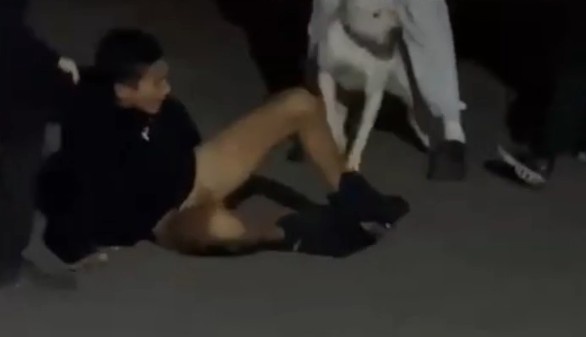 Another loving pitbull locks on someone's balls