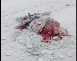 victim dismembered in accident