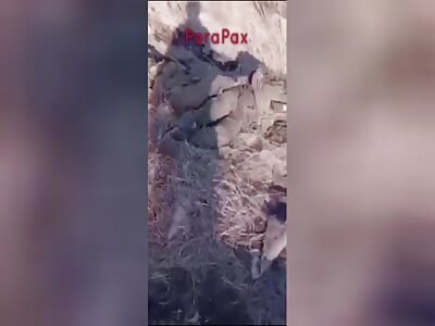 Sleeping Russian piglets.