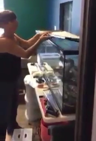 Girl Attacked by a Giant Snake