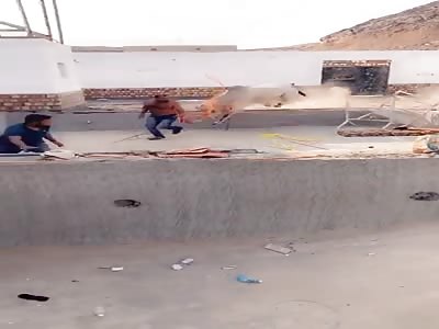 WTF. Bull.  It gives you a good.  Bullfighting