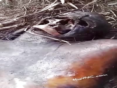 wtf. body in a state of putrefaction