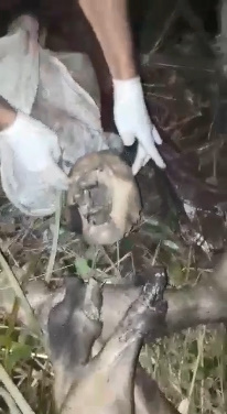 Bagging of Mutilated Human Remains in Brazil