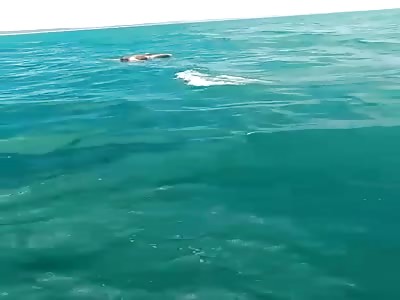 Fishing boats find lifeless man afloat.