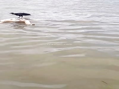 [FULL VIDEO] man's body floating in a state of putrefaction 