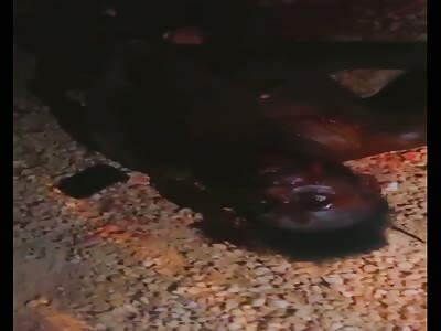 Thief in agony with several stab wounds.