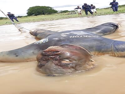 man, in a state of putrefaction, 