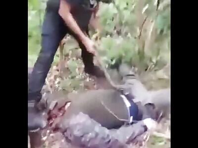 Mixed Gore #3 (Compilation) 