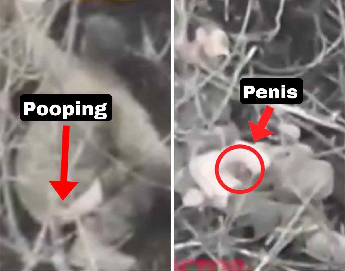 Ukrat dies with his penis exposed while defecating. 