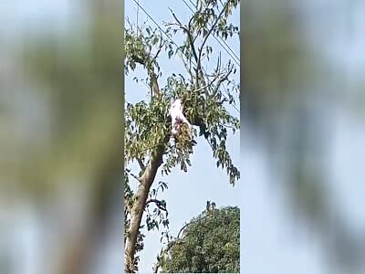MAN BEING REMOVED FROM A TREE