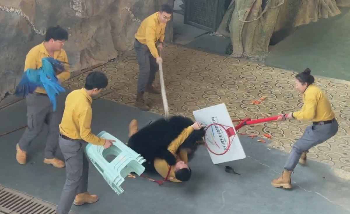 Another Angle Of Black Bear Attack At Safari Park In China