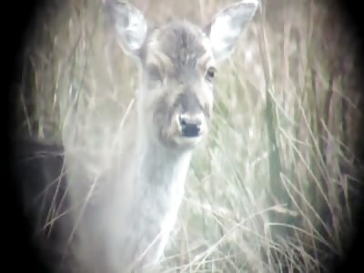 How To Hunt And Kill Instantaneously {Most Humane Way To Hunt} 