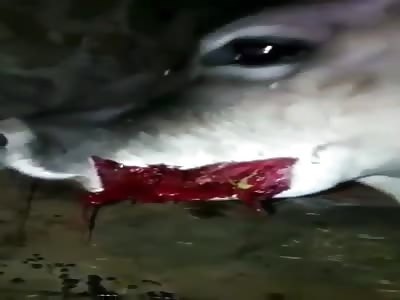 Farmers Cow Ate A Unexploded Bomb And Blew Its Jaw Off